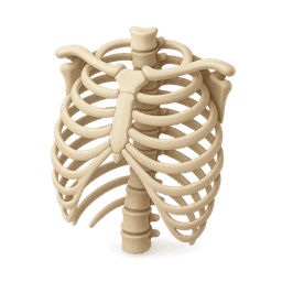 Anatomy